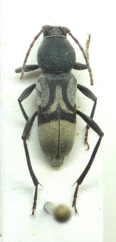 Plagionotulus senegalensis